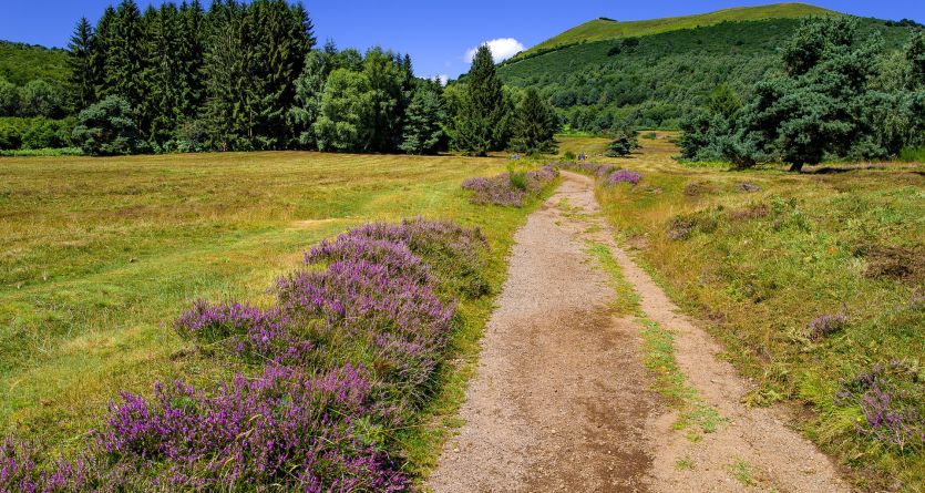Chemin champ&ecirc;tre bord&eacute; de bruy&egrave;re menant &agrave; une &eacute;vasion en nature.